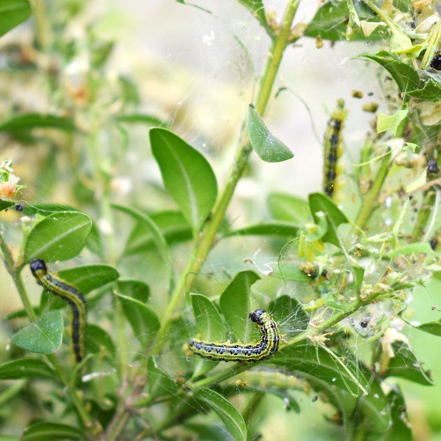 Buchsbaumzünsler bekämpfen