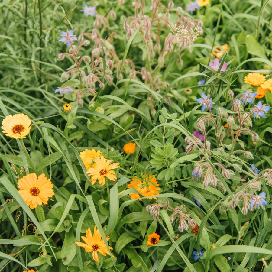 Insektenfreundlich