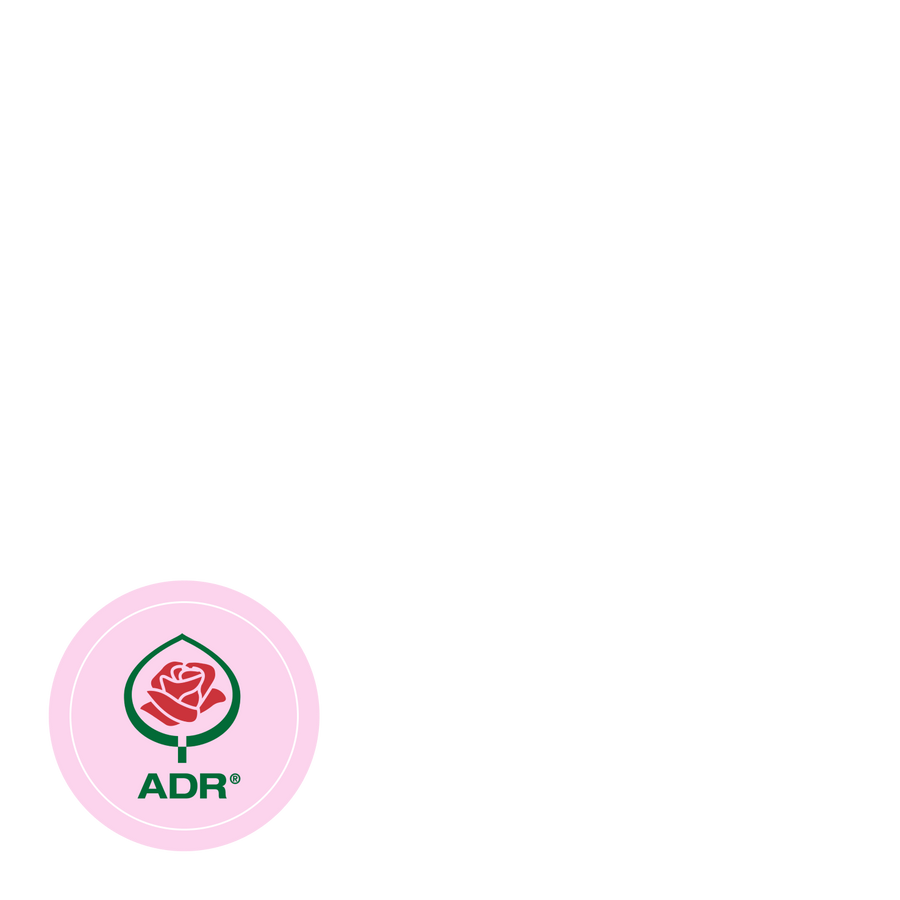 Edelrose Parfuma® 'Madame Anisette'® Creme-Apricot