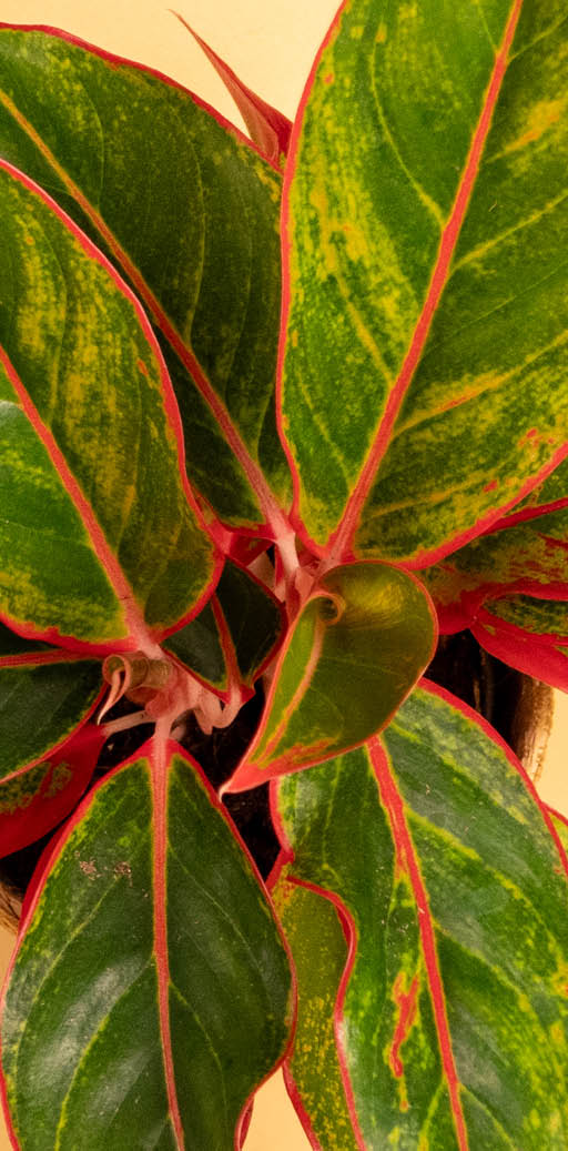 Nahaufnahme der Aglaonema 'Jungle Red'