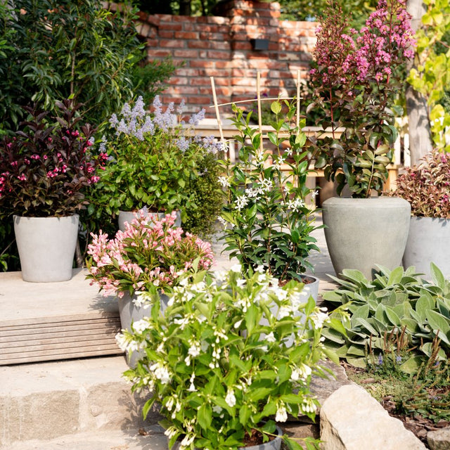 Garten- und Balkonpflanzen