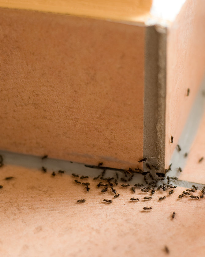 Ameisen im Haus an Fliesenboden