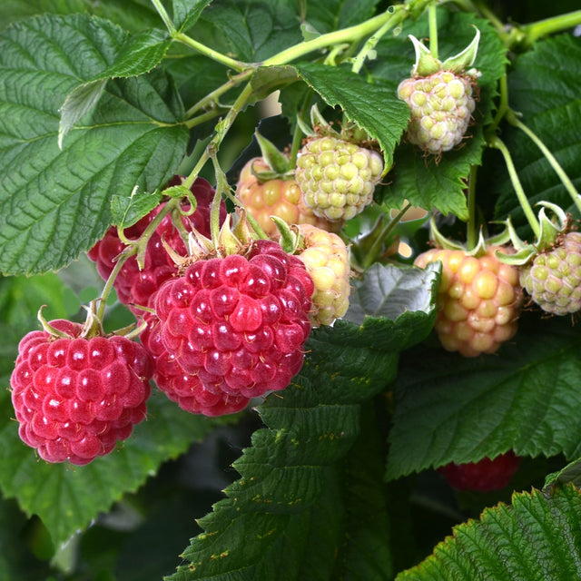 Himbeere als Balkon-Obst