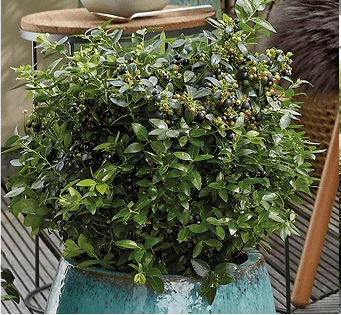 Blaubeerpflanze im Topf auf Balkon