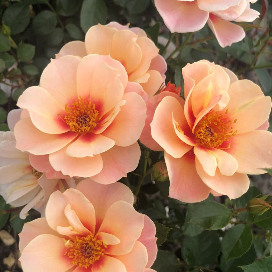 Beetrose 'SEE YOU® in apricot' Apricot-Rot