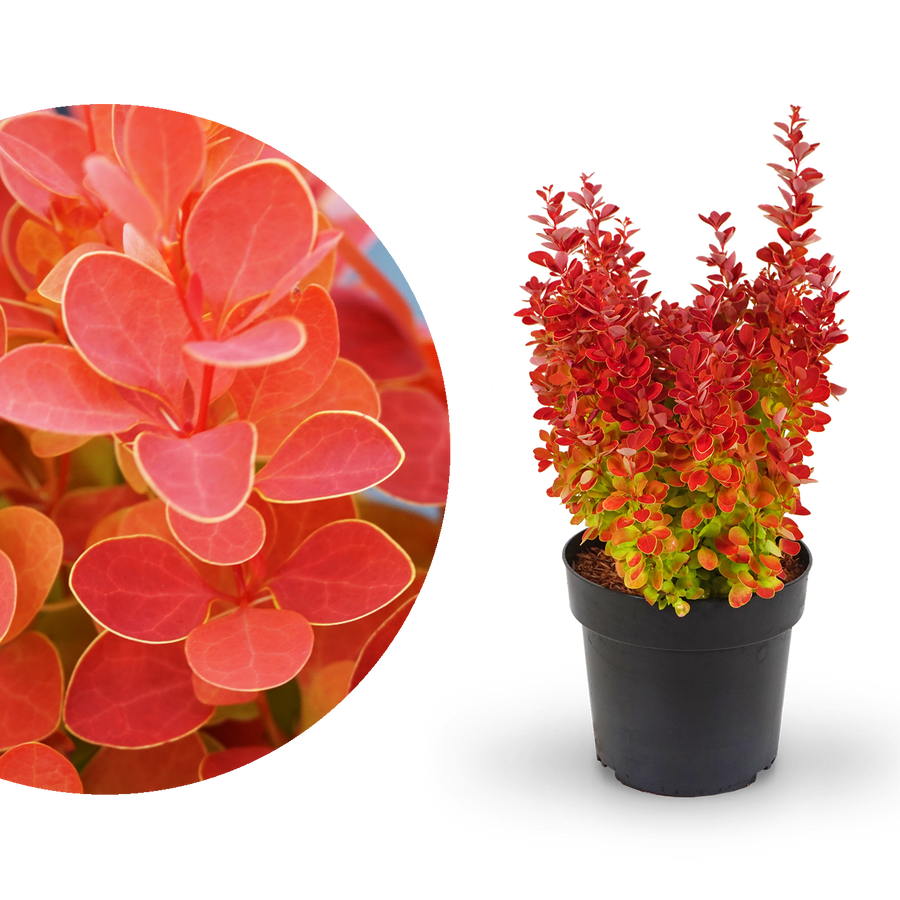 Berberitze 'Orange Ice'