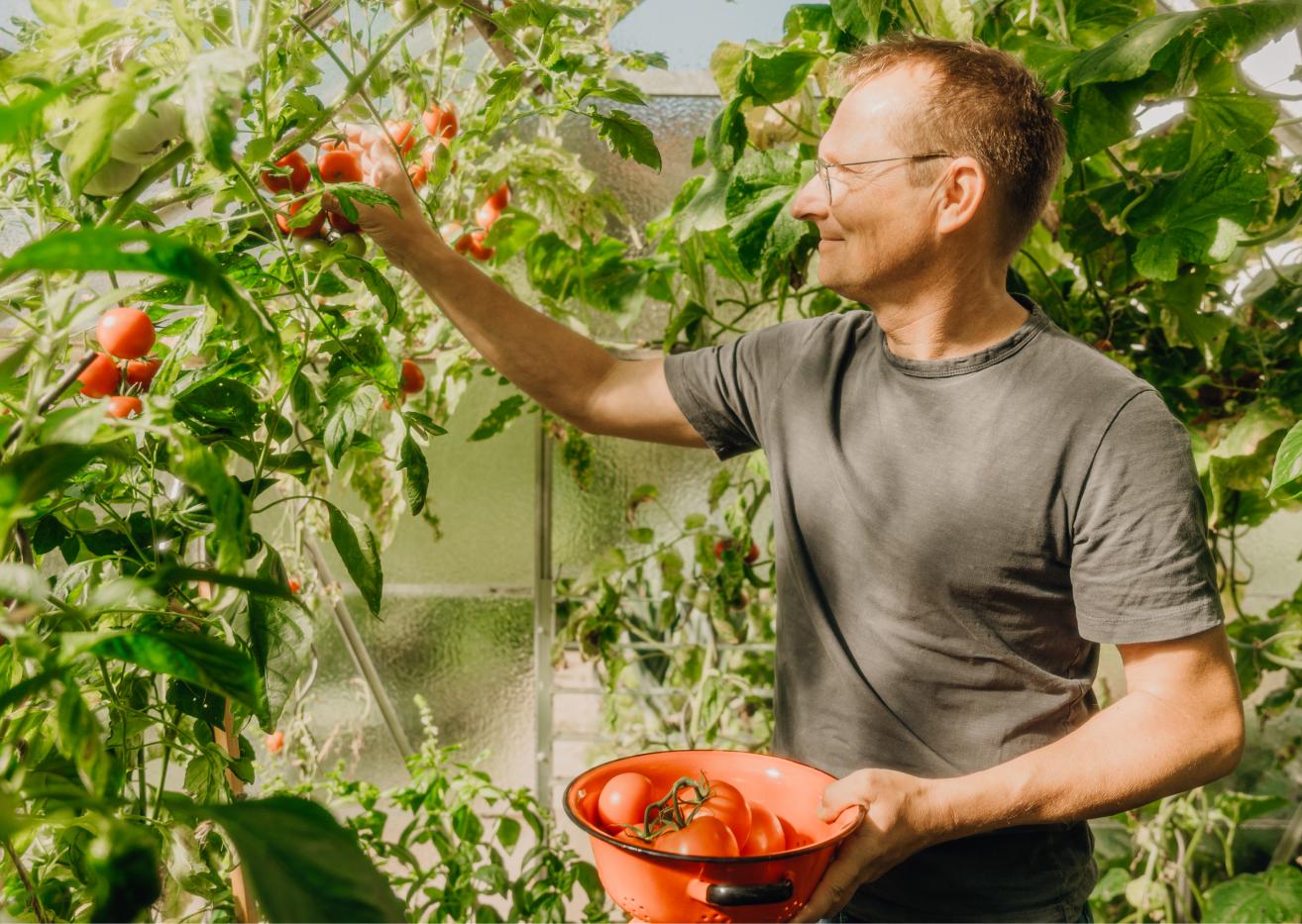 Man pflückt Tomaten in einem Gewächshaus im Garten