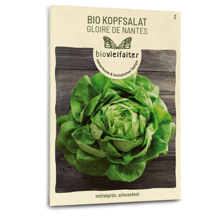 Bio-Kopfsalat 'Gloire de Nantes' Samen