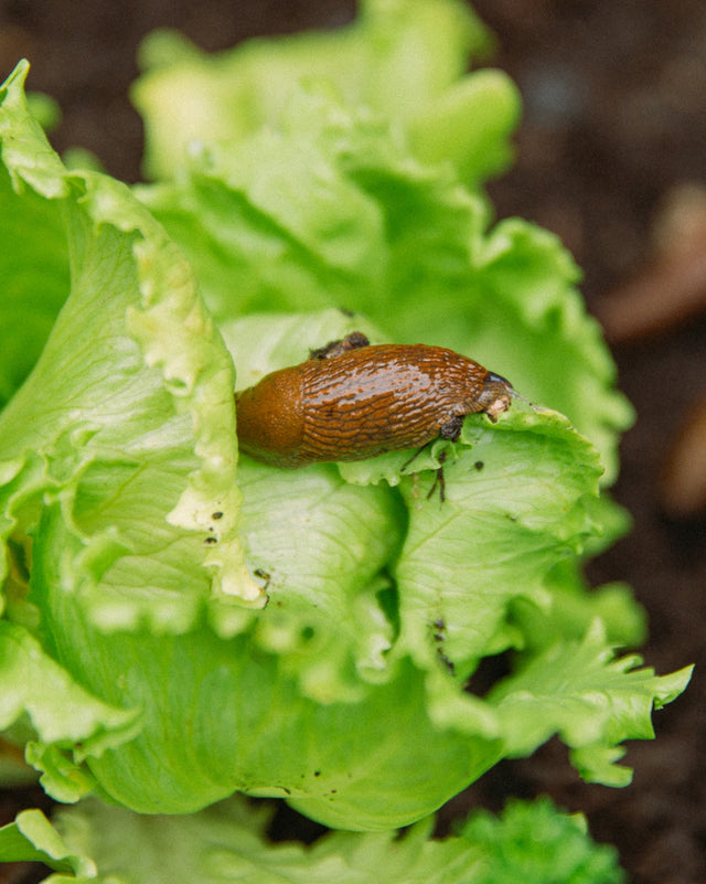 Nacktschnecke an Salatblatt