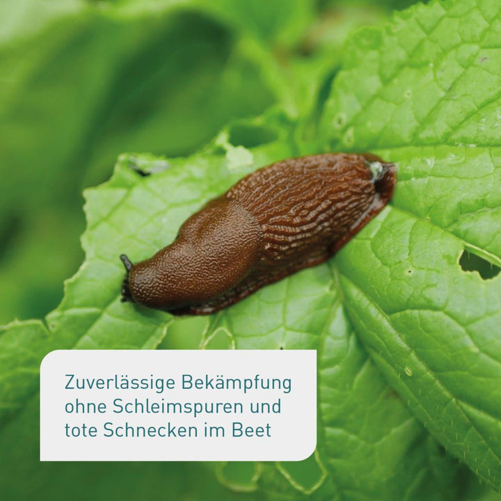 Bio-Schneckenkorn als Geheimtipp gegen Nacktschnecken