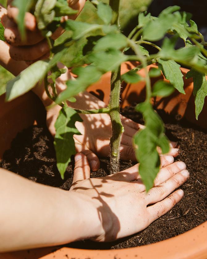 Hände drücken Tomatenpflanze in die Erde in einem großem terracotta Topf