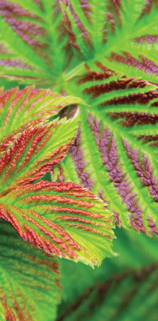 Blätter der Himbeere Brazelberry® 'Raspberry Shortcake'®