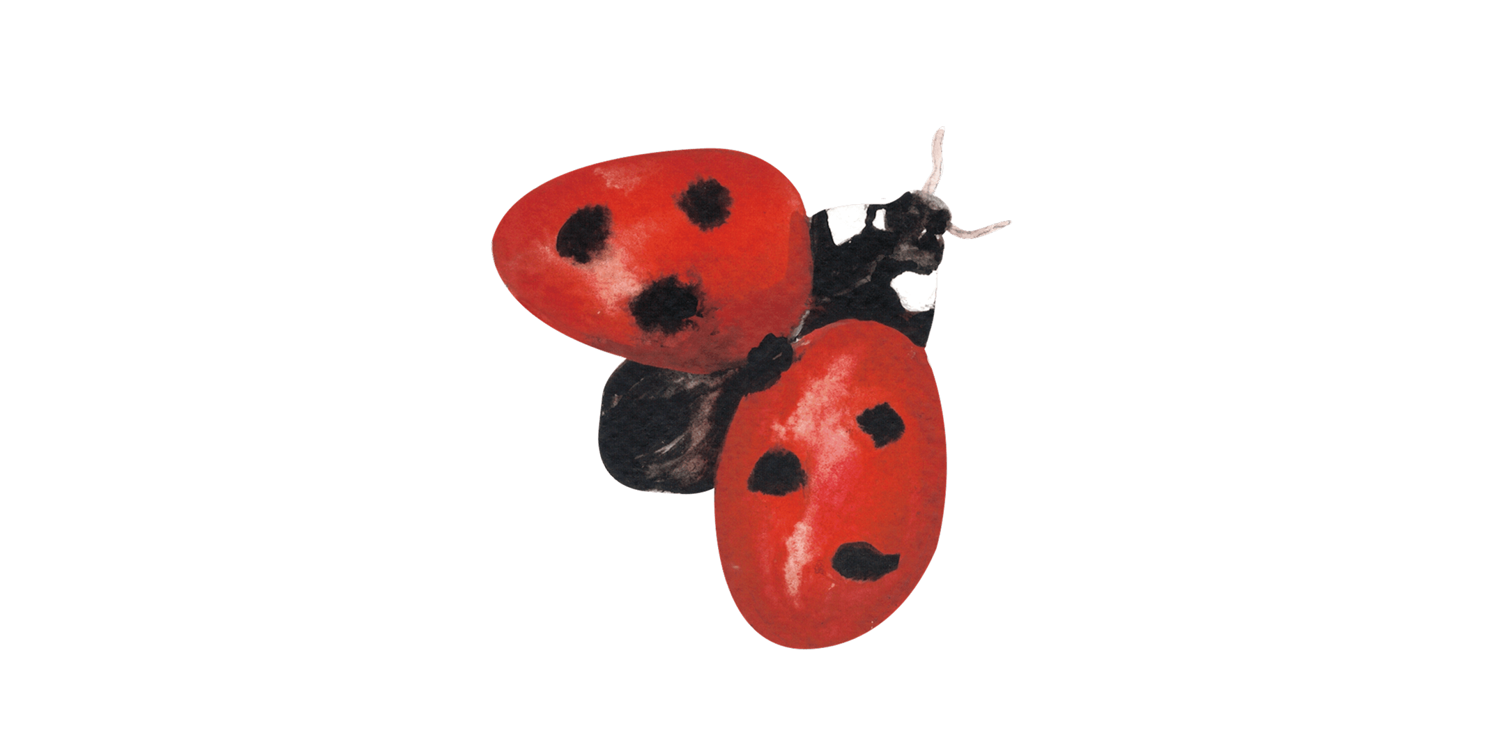 Marienkäfer Illustration
