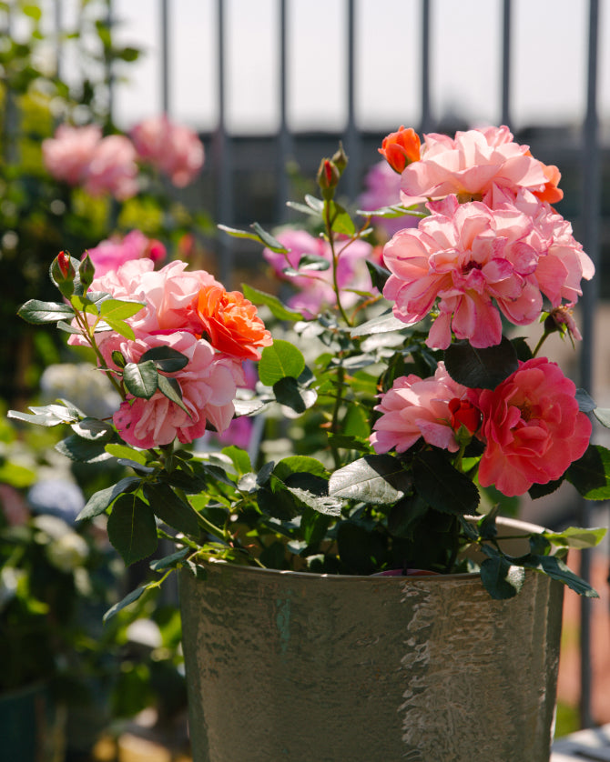 Blühende Rose im Topf auf dem Balkon