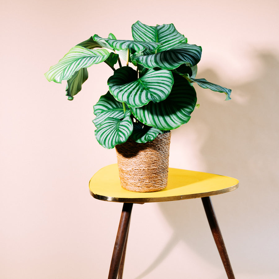Calathea orbifolia als Zimmerpflanze