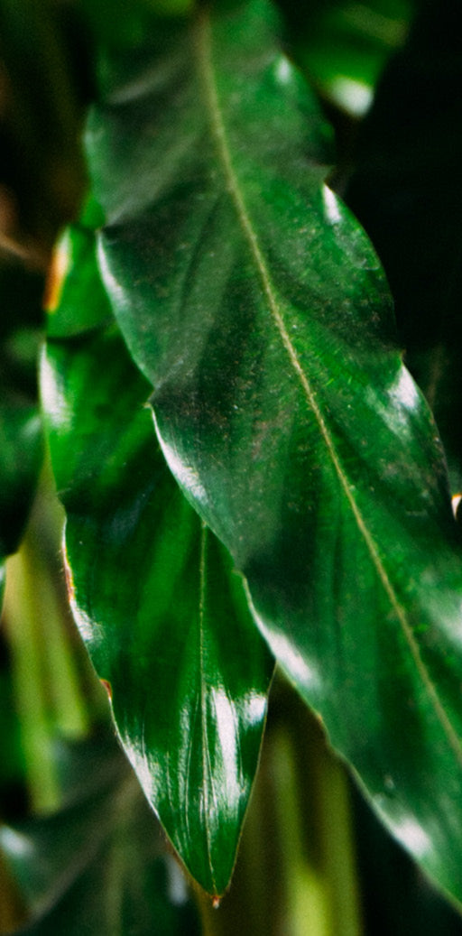 Calathea rufibarba