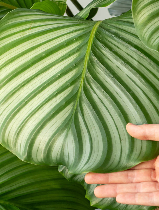 Blatt einer gesunden Calathea-Zimmerpflanze