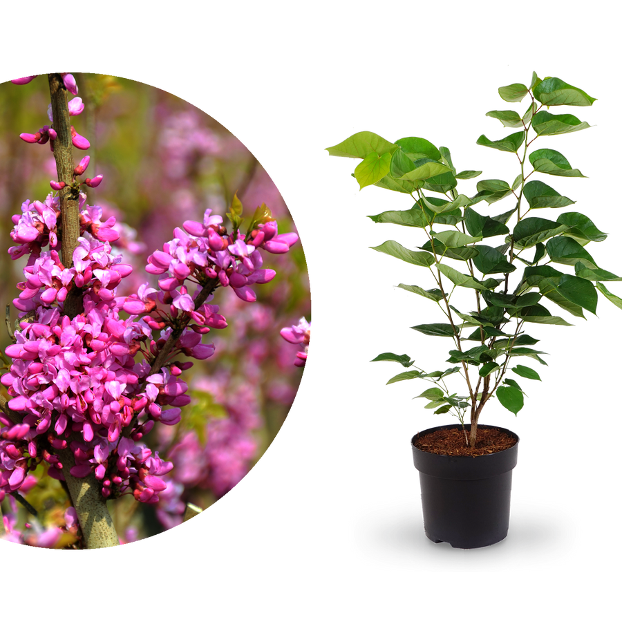 Chinesischer Judasbaum 'Avondale'