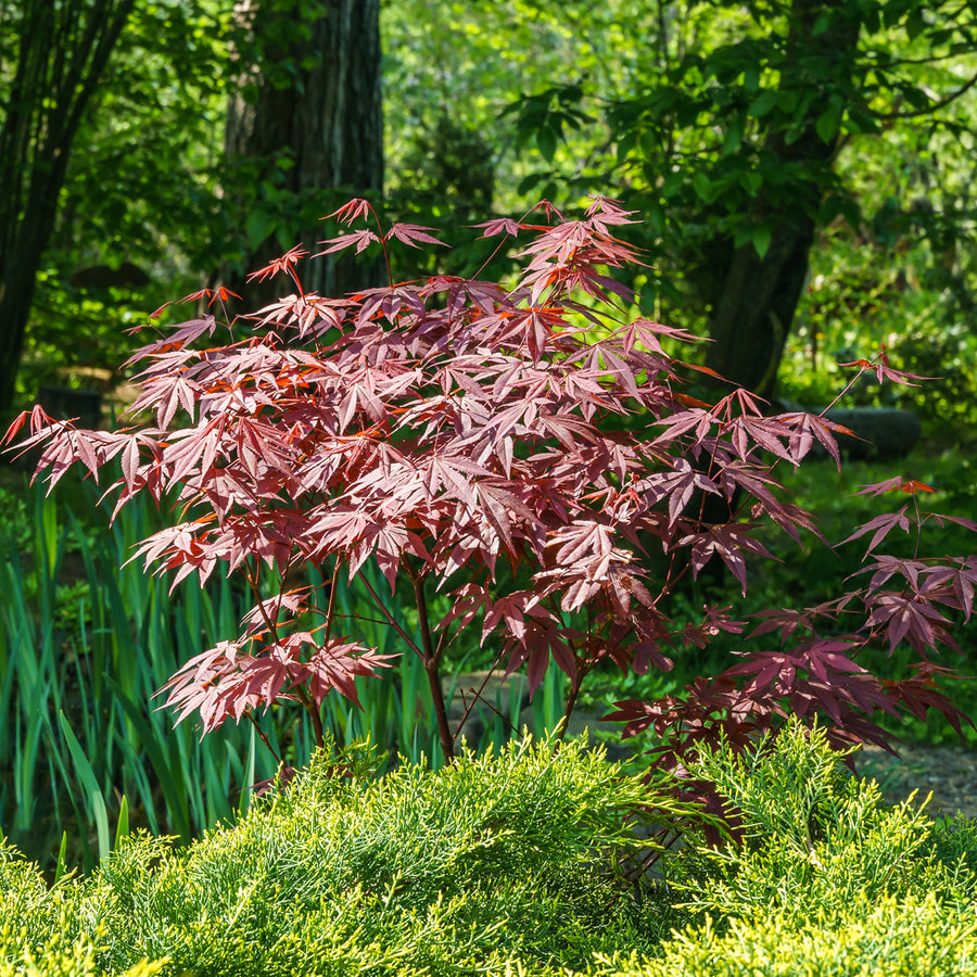 Fächer-Ahorn 'Atropurpureum' im Beet