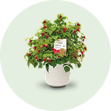 Gartenpflanzen