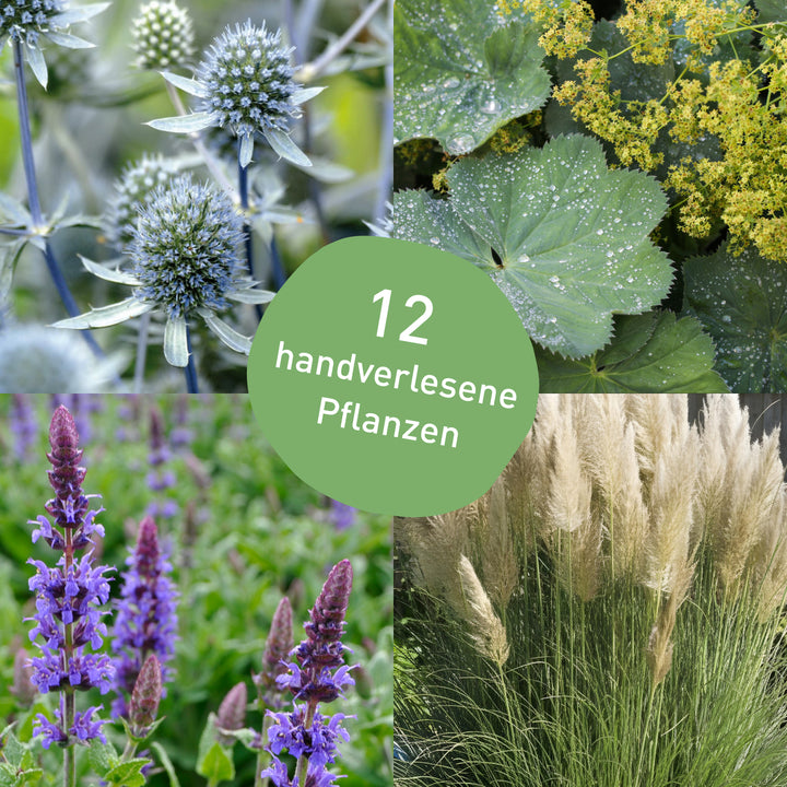 Schneckenresistentes Pflanzen-Set mit 12 Stauden