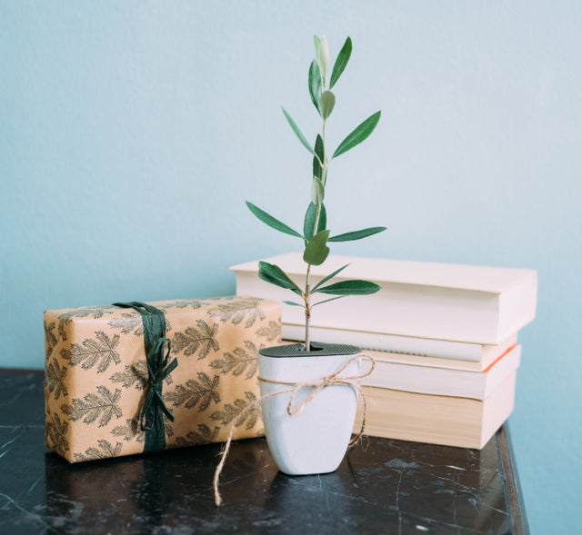 Pflanzen-Geschenk Mini-Olivenbaum