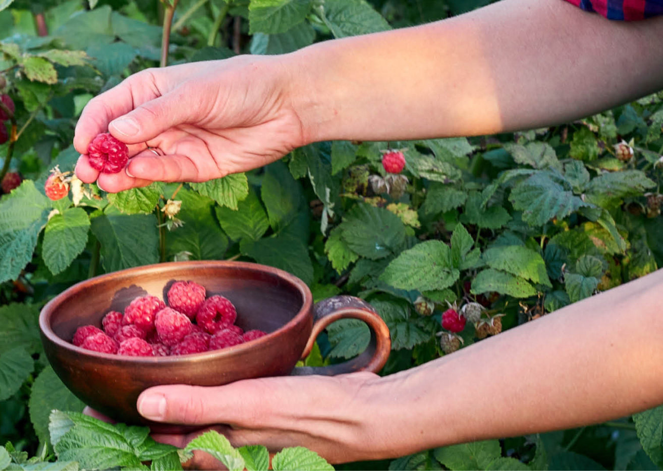 Hand pflückt Himbeeren Brazelberry® 'Raspberry Shortcake'®