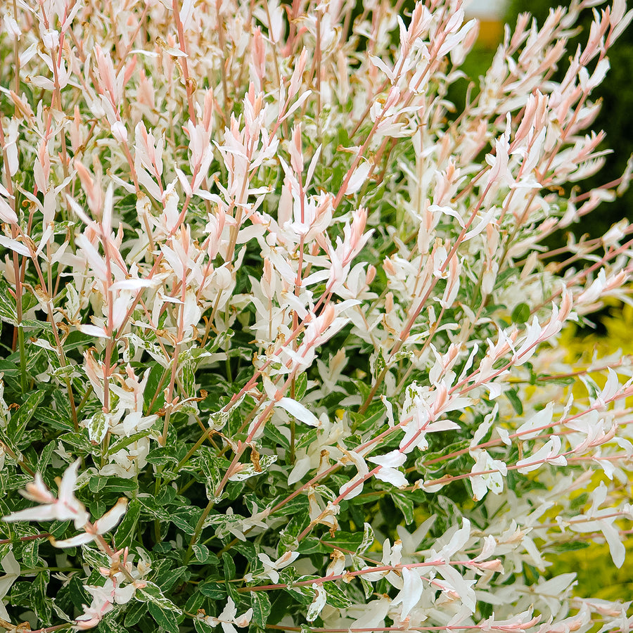Austrieb der Harlekinweide 'Hakuro Nishiki'