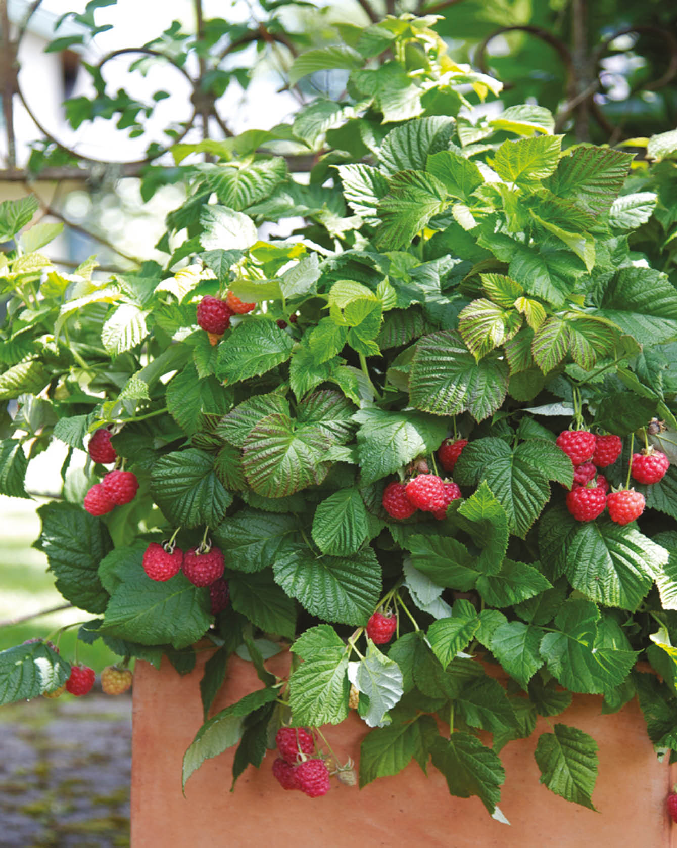 Himbeere Brazelberry® 'Raspberry Shortcake'® im Topf im Garten