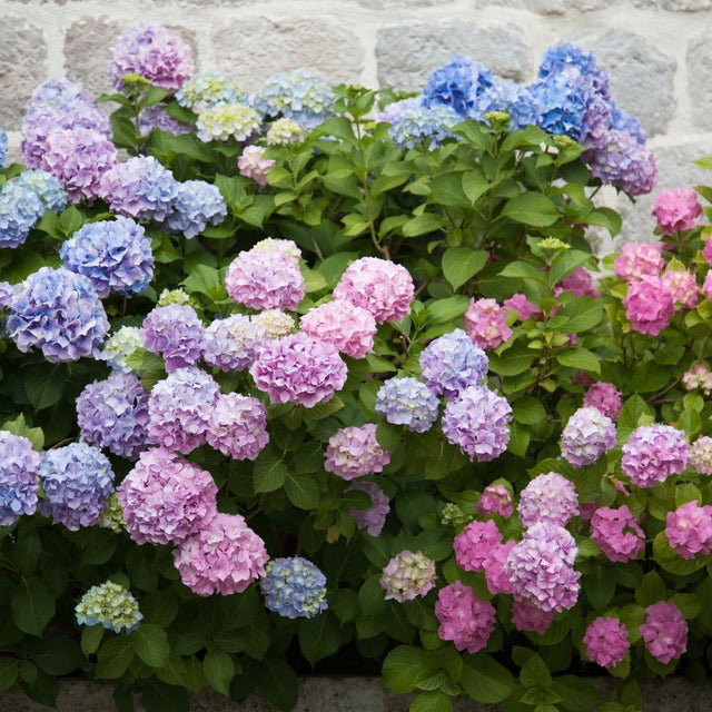 Rosa und blau blühende Hortensien