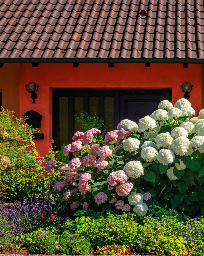 Stauden und Hortensien im Beet vor dem Haus