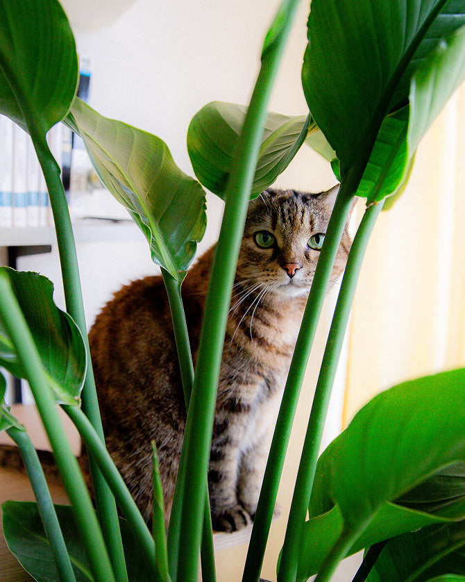 Katze hinter Zimmerpflanze