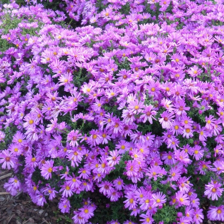 Kissen-Aster 'Kassel' Purpur