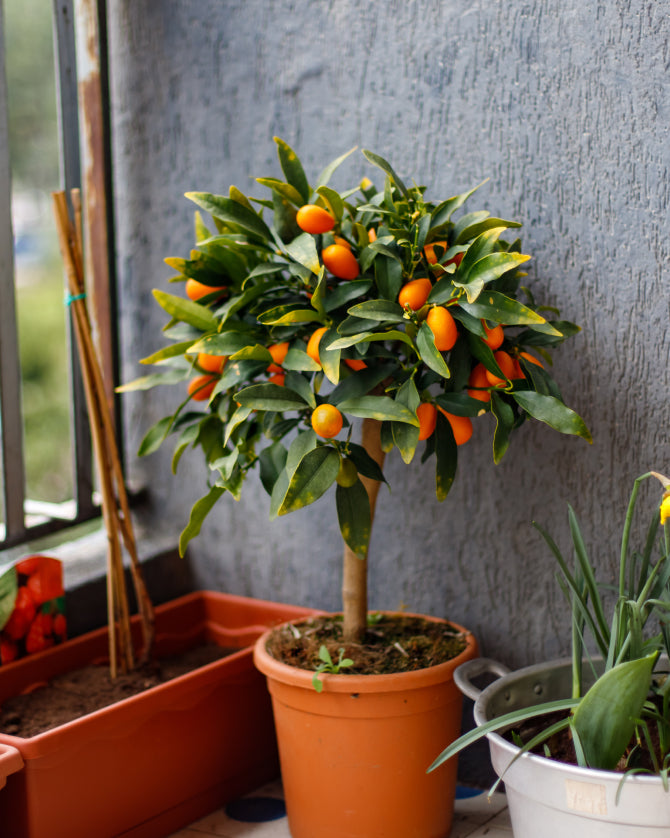 Kumquat-Stämmchen im Topf auf dem Balkon