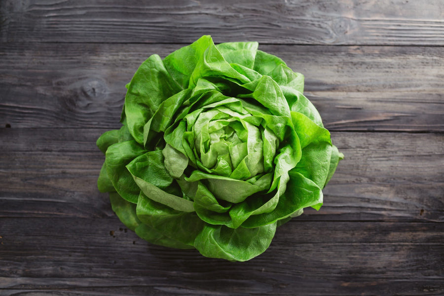 Lactuca sativa 'Gloire de Nantes'