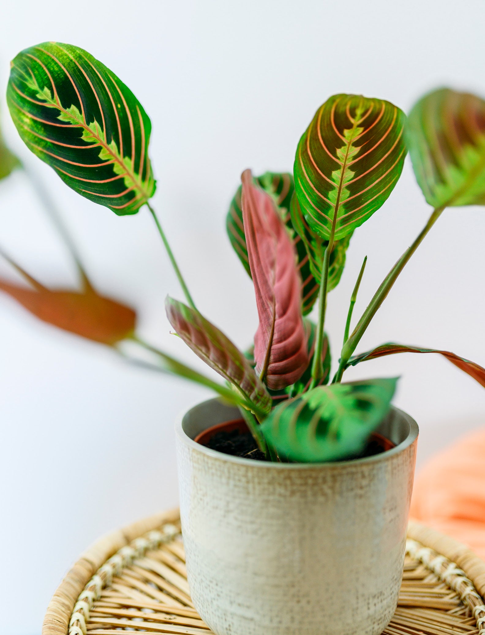 Maranta leuconeura 'Fascinator Tricolor' Zimmerpflanze zuhause