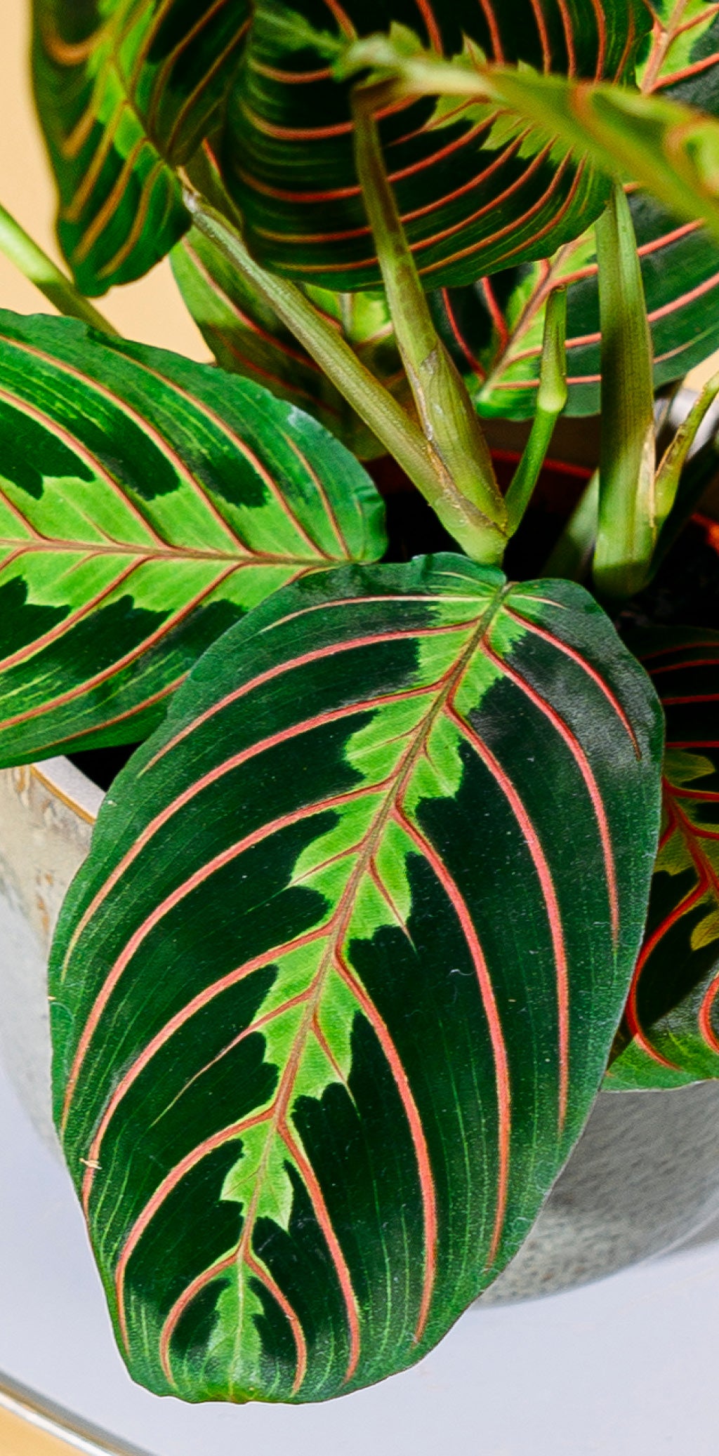 Nahaufnahme von Maranta leuconeura 'Fascinator Tricolor'