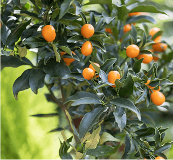 Ast einer Kumquat-Pflanze mit orangen Früchten