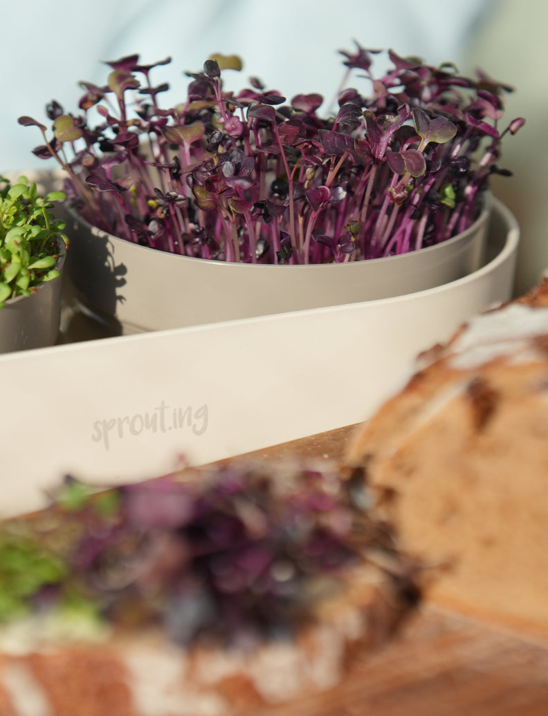 Microgreens Anzucht-Set für zuhause