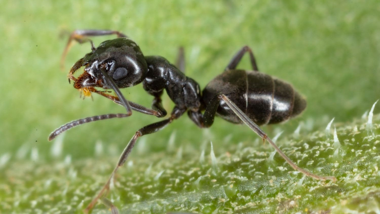 Große Drüsenameise (Tapinoma magnum)