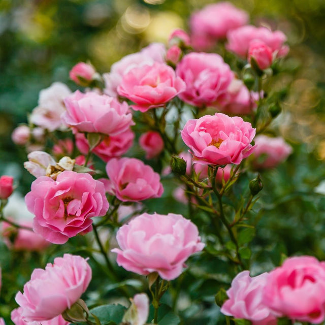 Rosa blühende Rose