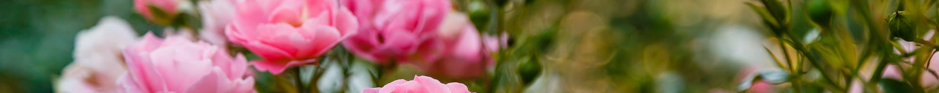 Blühende Rose