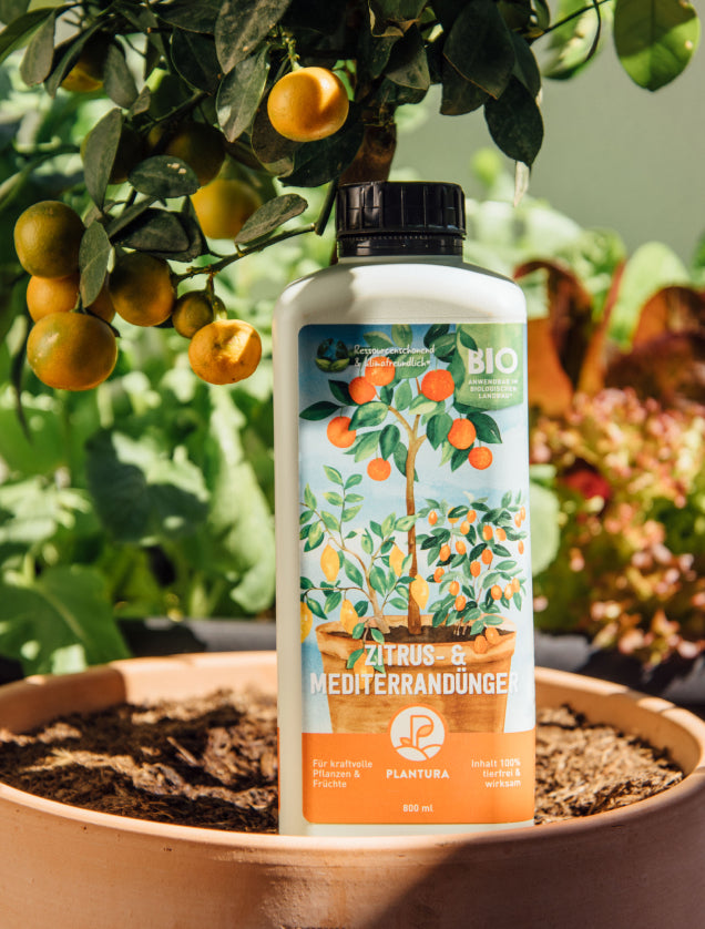 Plantura Bio-Zitrus- & Mediterranpflanzendünger vor Mandarinenbäumchen