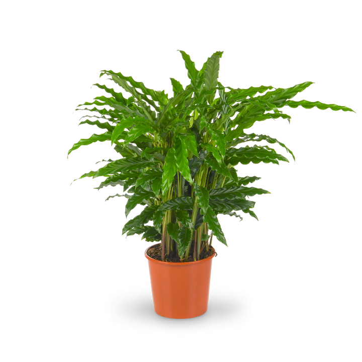 Plantura Calathea rufibarba