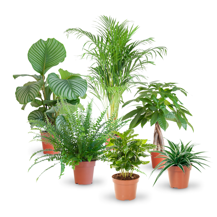 Plantura Set mit katzenfreundlichen Zimmerpflanzen