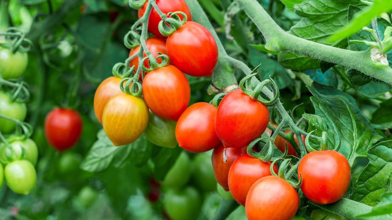 Rote und reifende Tomaten an der Tomatenpflanze