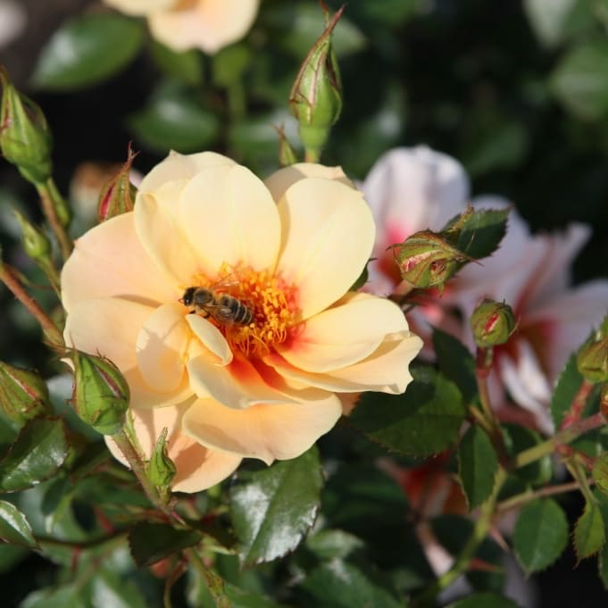 Rosa SEE YOU® in apricot