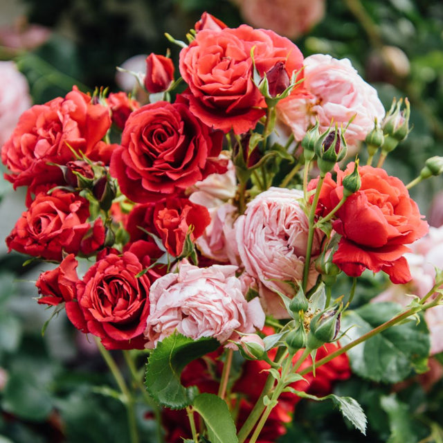 Rosa und rot blühende Rose