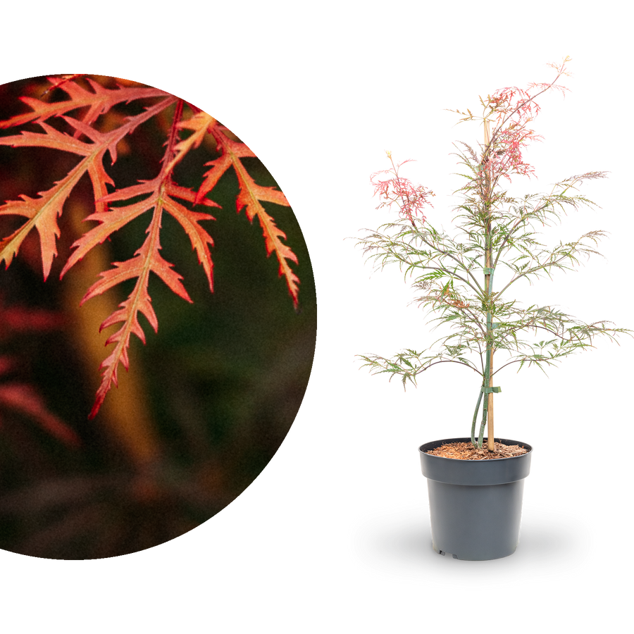 Roter Schlitzahorn 'Dissectum Garnet'