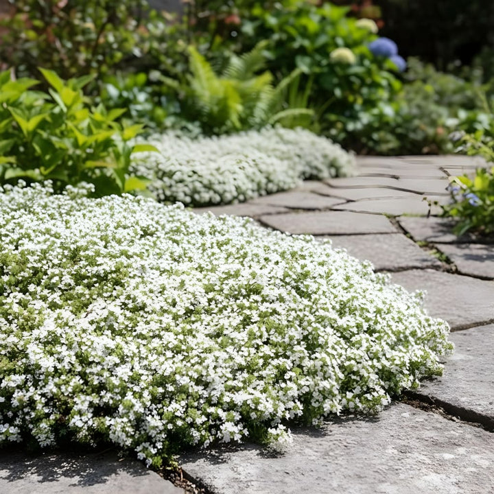 Sand-Thymian 'Albus' Weiß